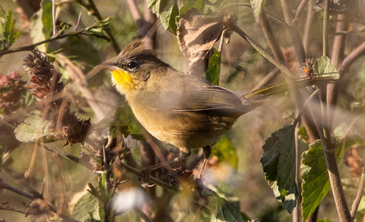 Gray-crowned Yellowthroat - ML646011325