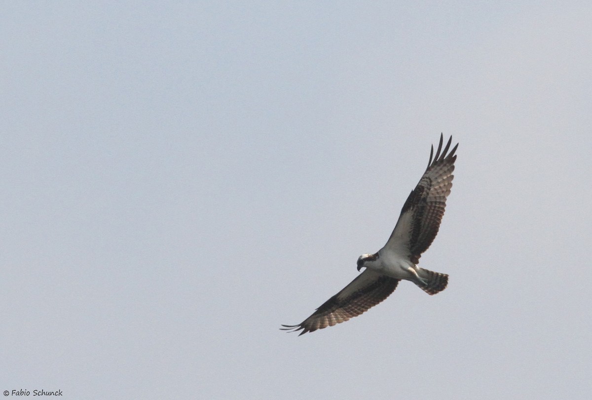 Osprey - ML646011327