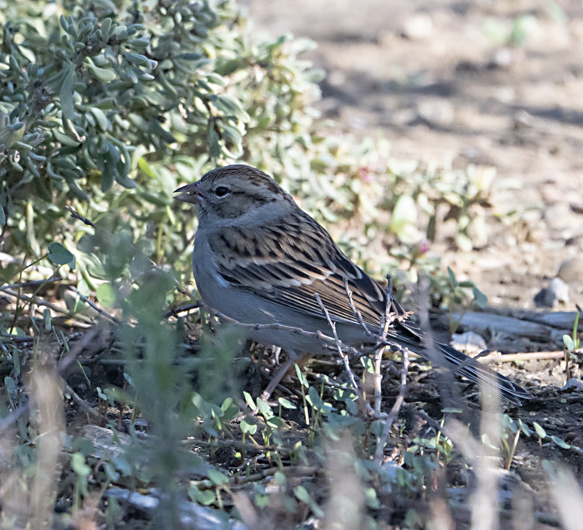 Chipping Sparrow - ML646011332