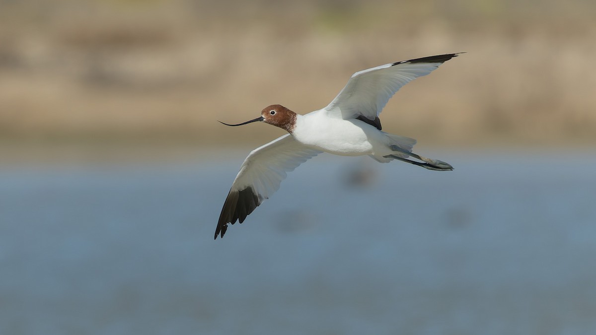 Red-necked Avocet - ML646011338