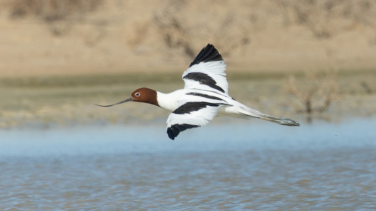 Red-necked Avocet - ML646011339