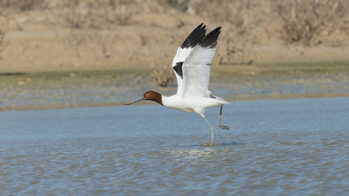 Red-necked Avocet - ML646011340
