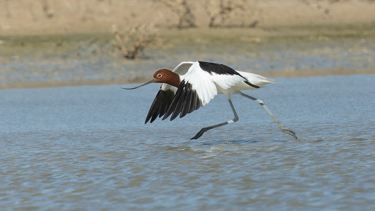Red-necked Avocet - ML646011341