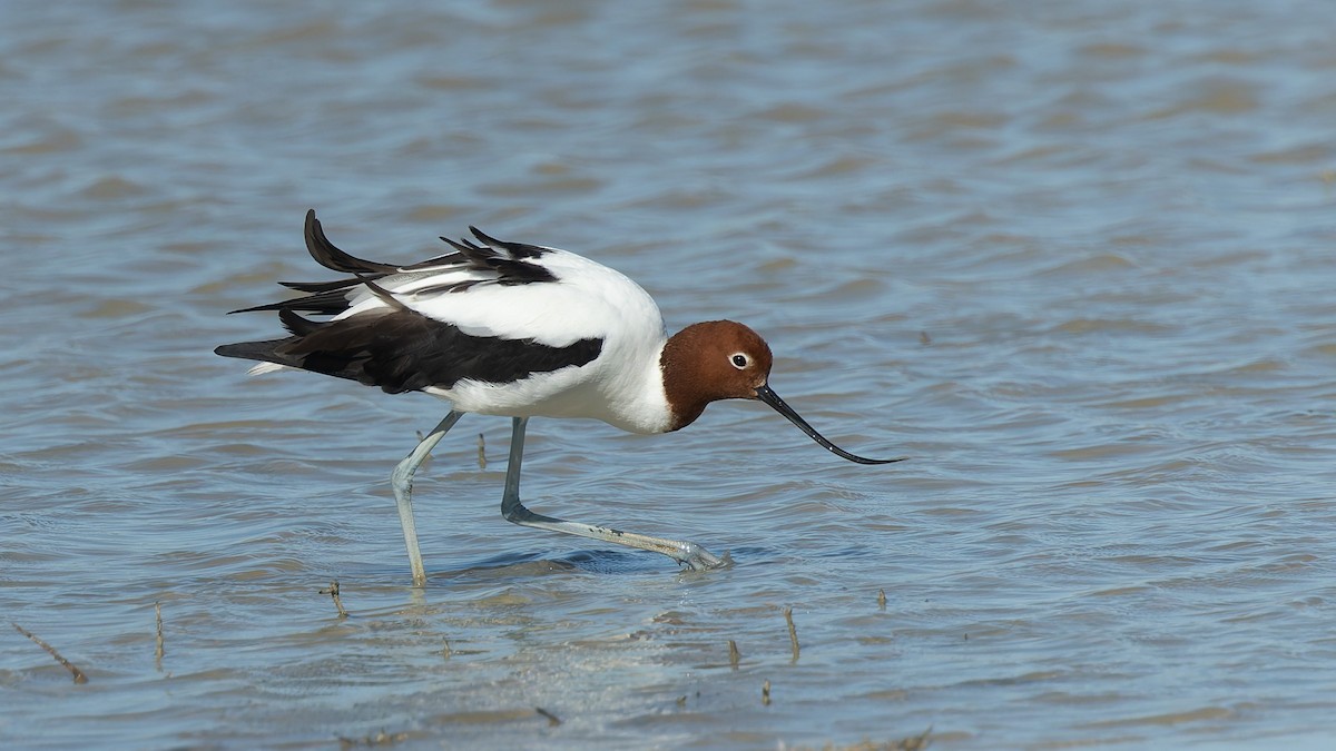 Red-necked Avocet - ML646011342