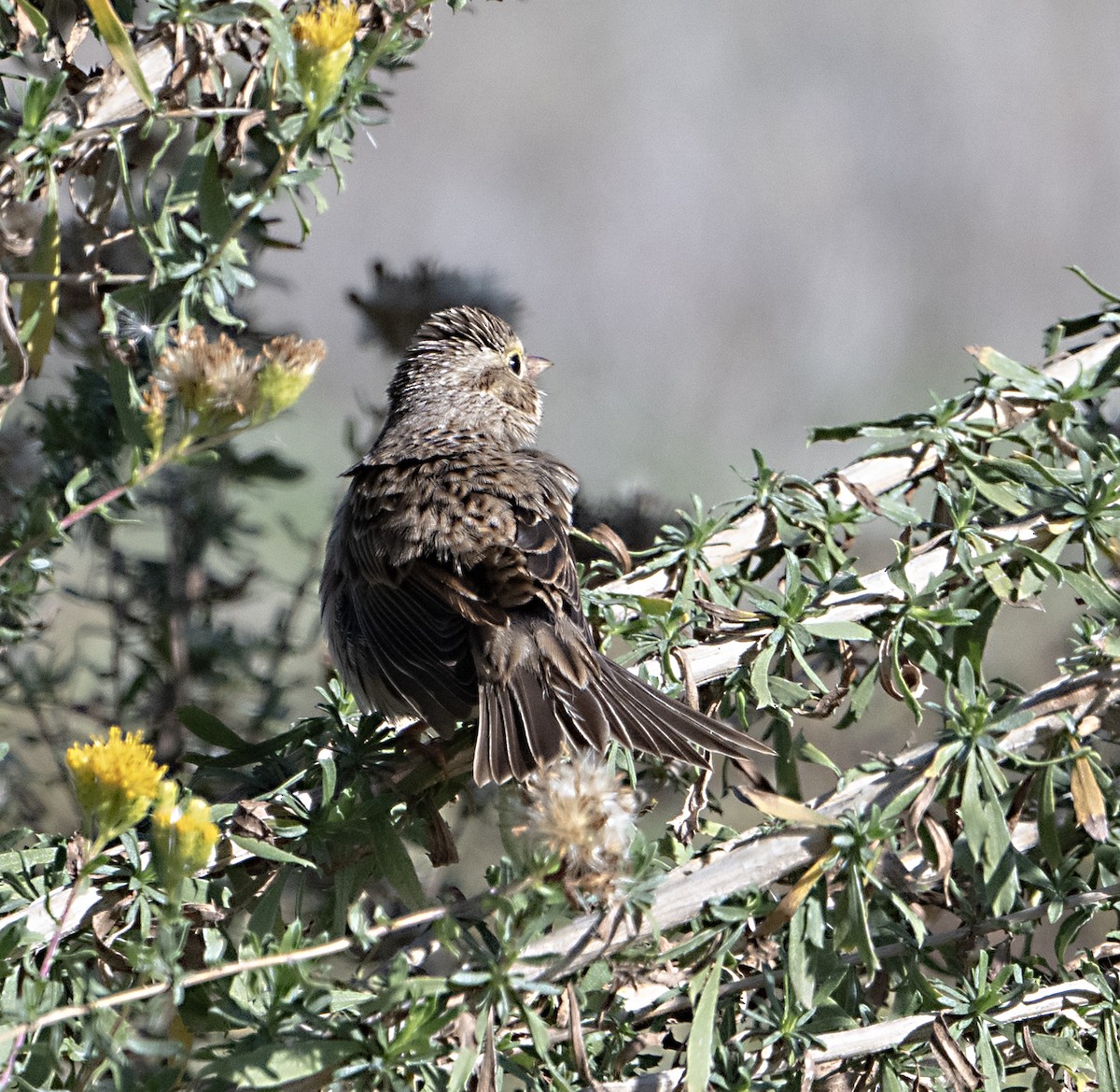 Savannah Sparrow - ML646011346