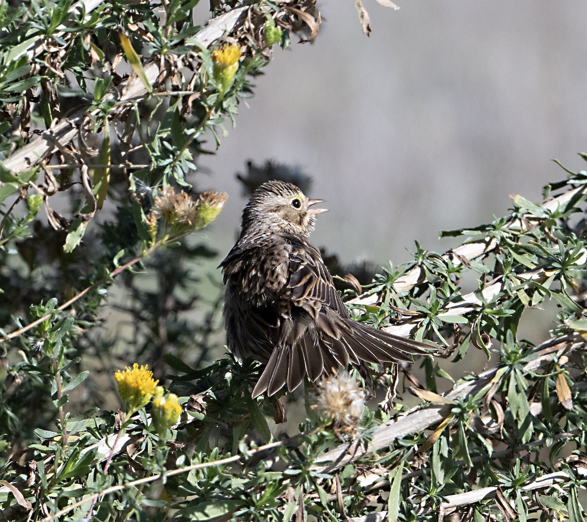 Savannah Sparrow - ML646011347