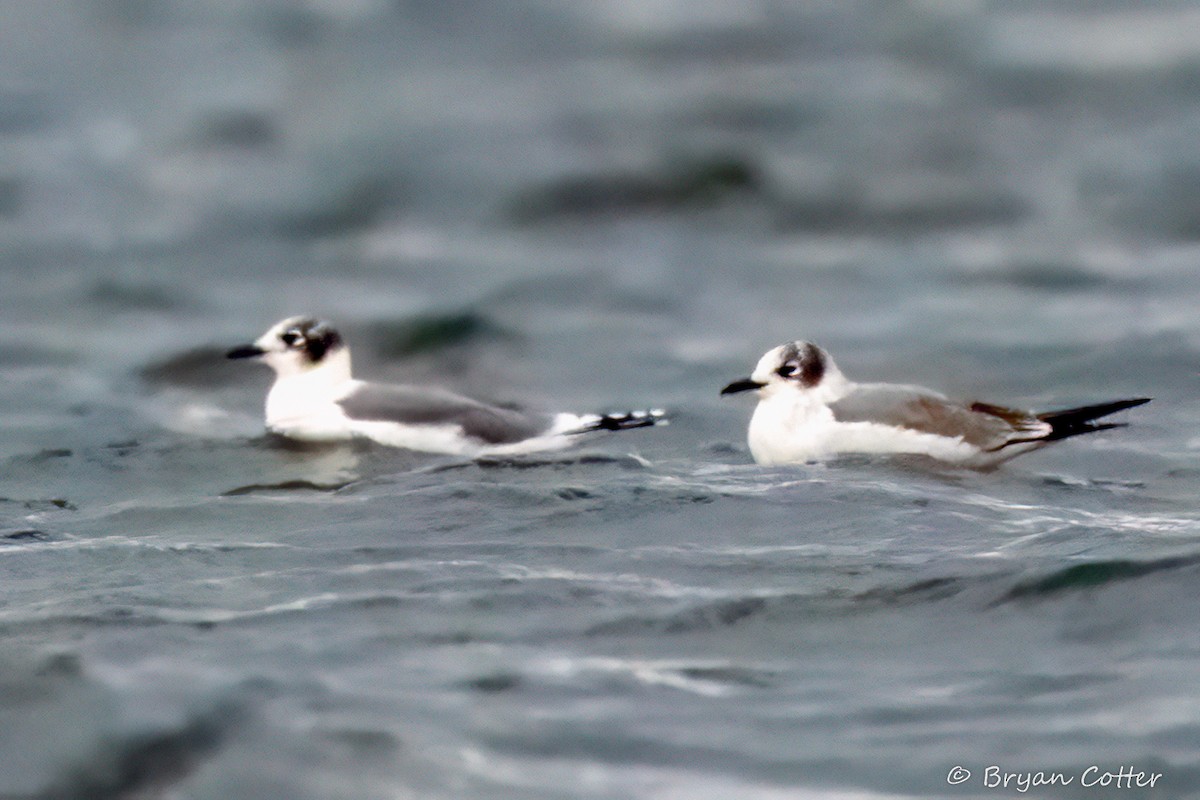 Franklin's Gull - ML646011357