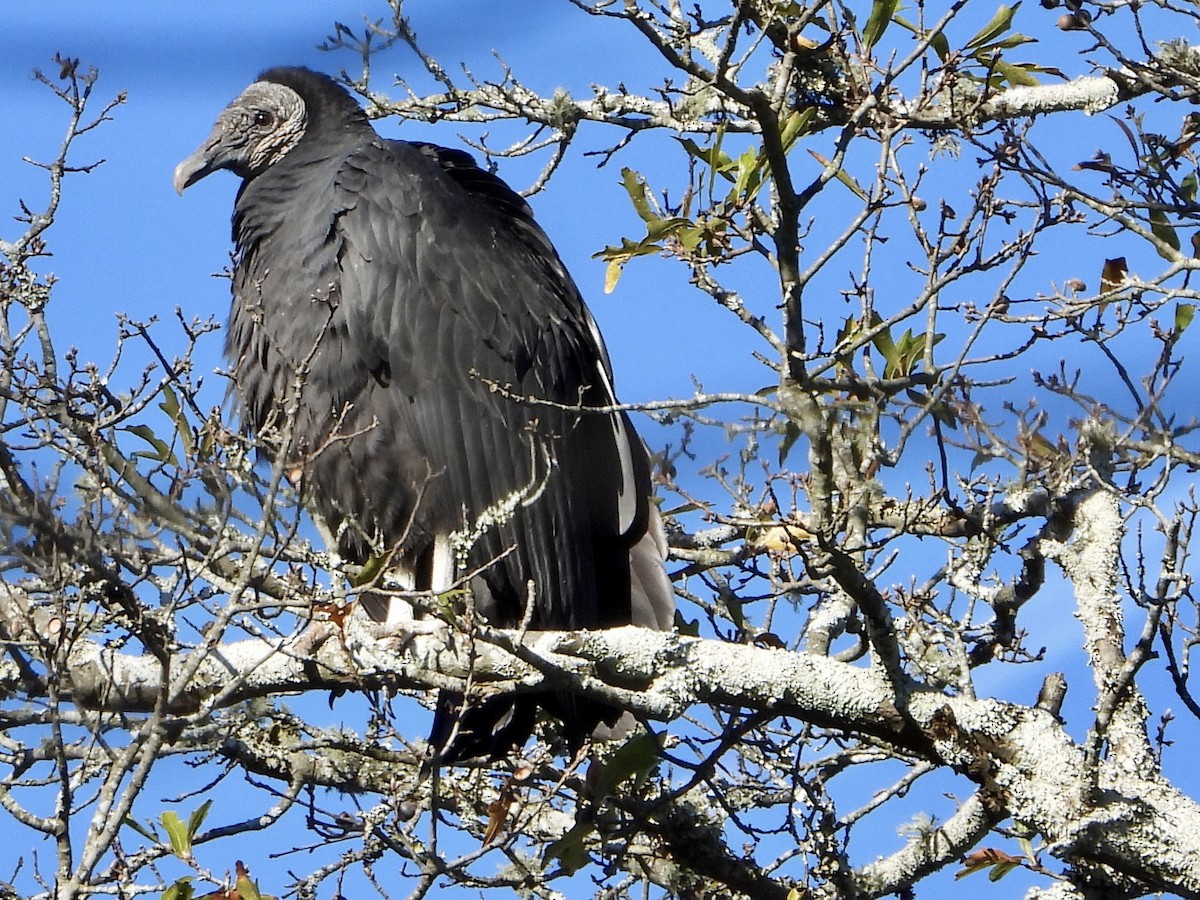 Black Vulture - ML646011359
