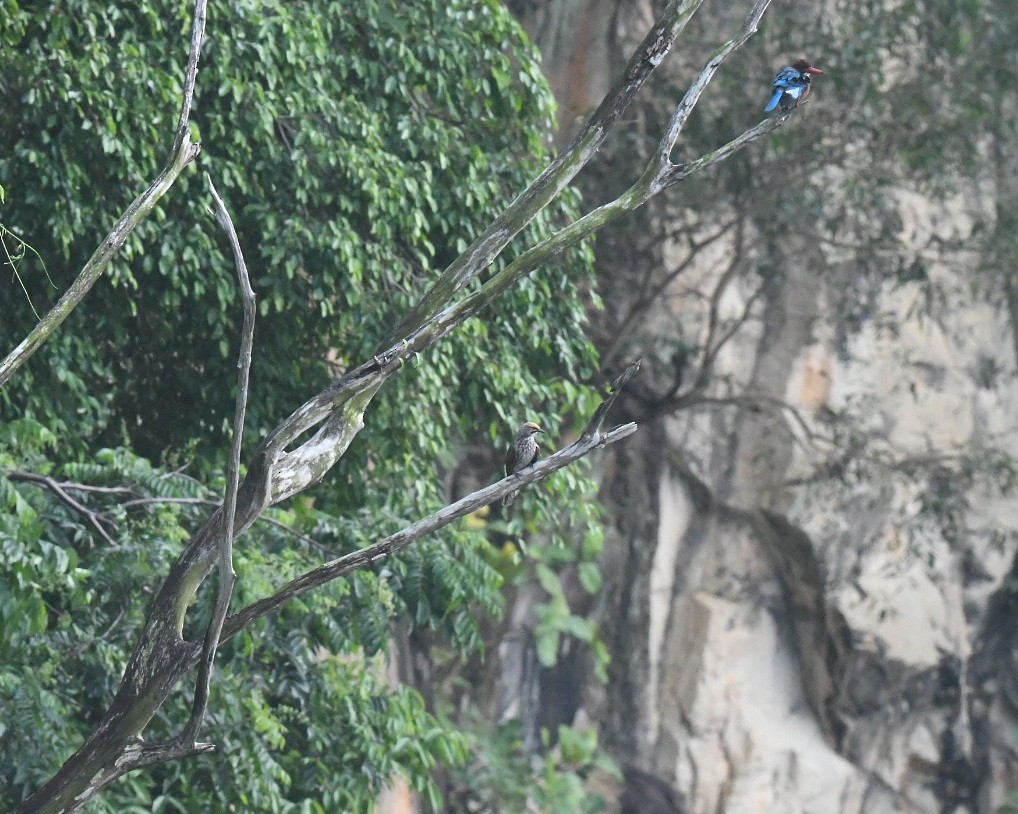 Straw-headed Bulbul - ML646011363