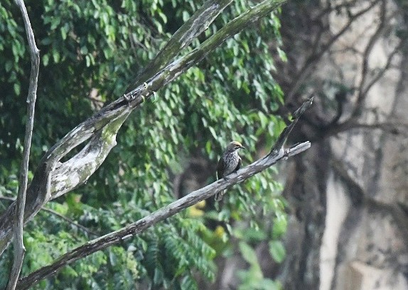 Straw-headed Bulbul - ML646011364