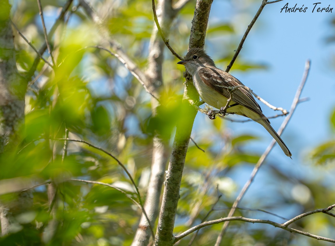 storelenia - ML646011366