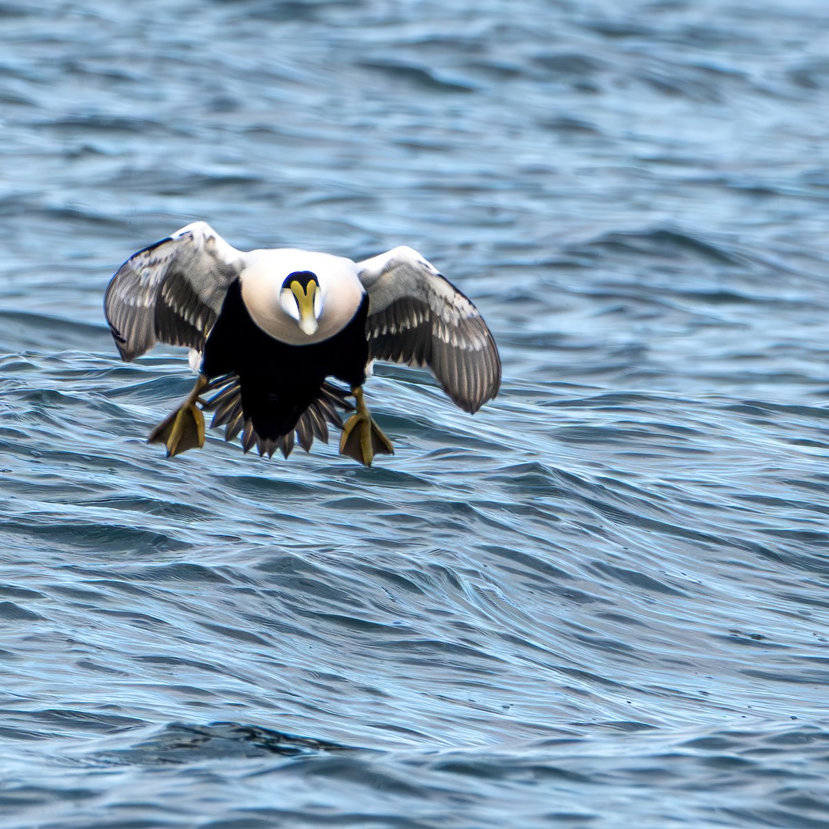Common Eider - ML646011369