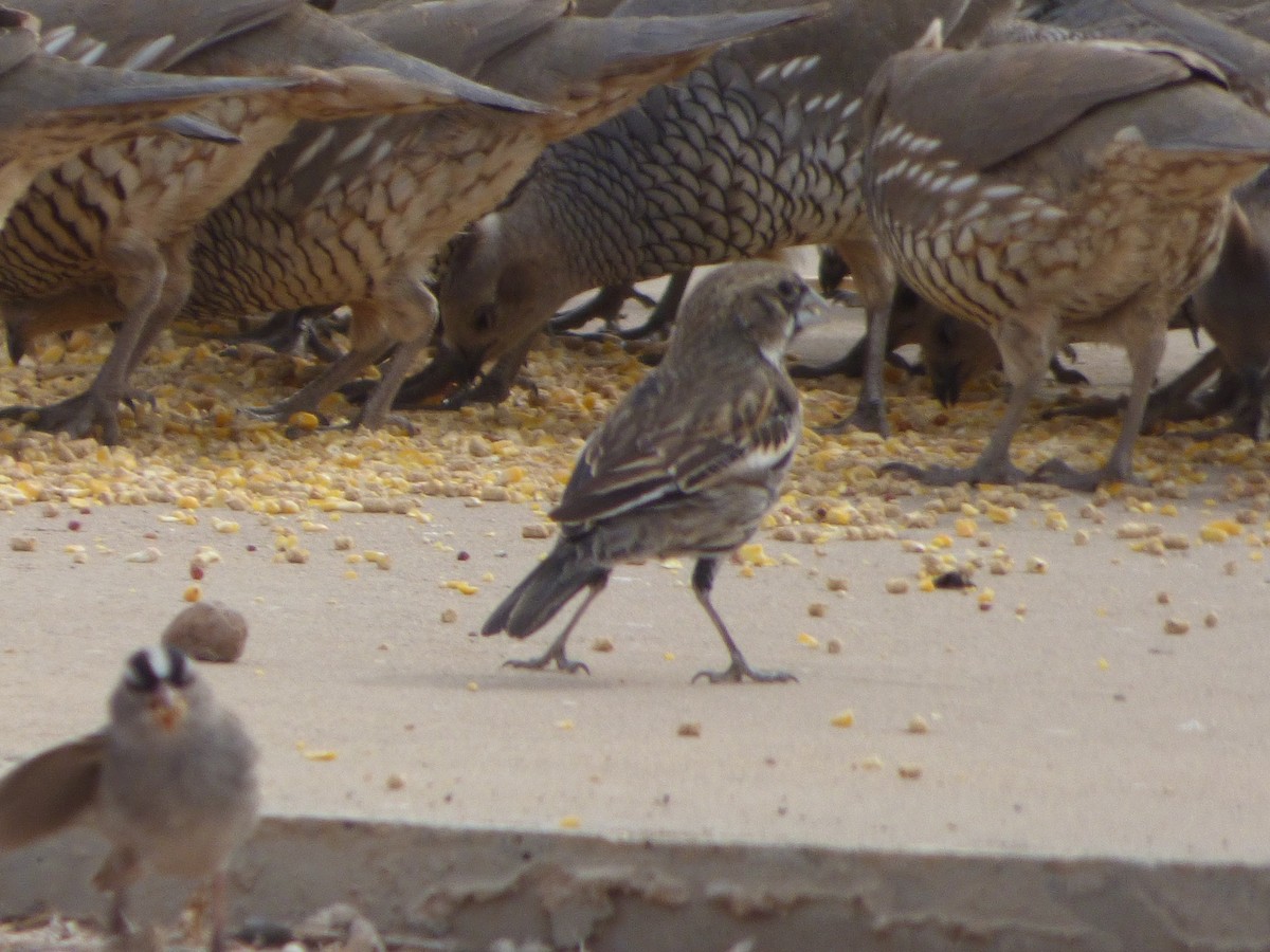 Жаворонковая овсянка - ML646011371