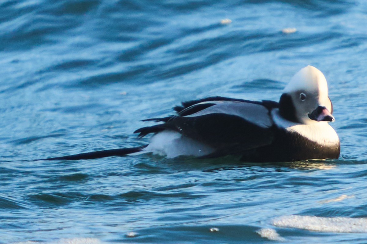 Long-tailed Duck - ML646011376