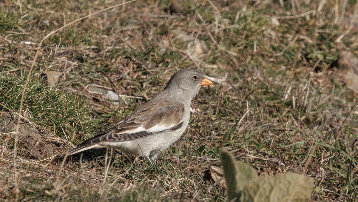 White-winged Snowfinch - ML646011384