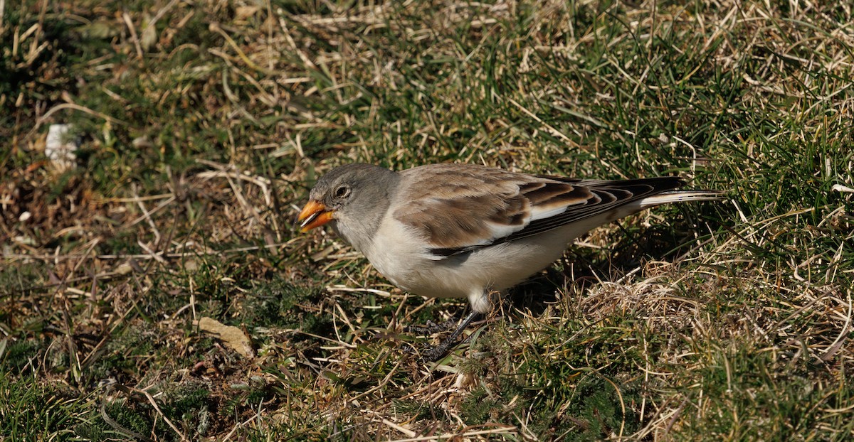 White-winged Snowfinch - ML646011392