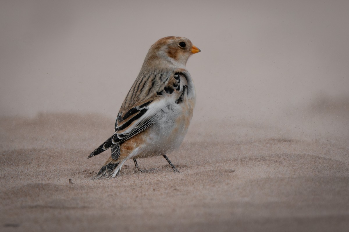 Snow Bunting - ML646011400