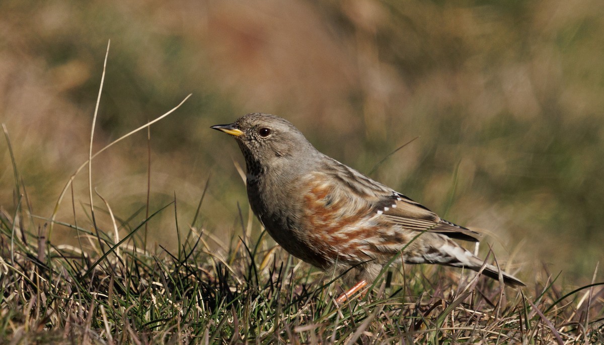 Alpine Accentor - ML646011401