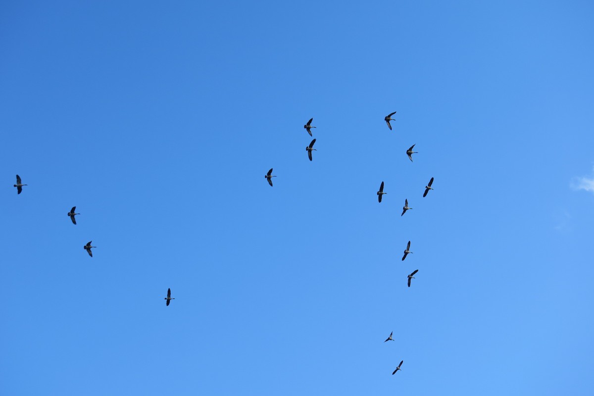 ברנטה קנדית - ML646011408