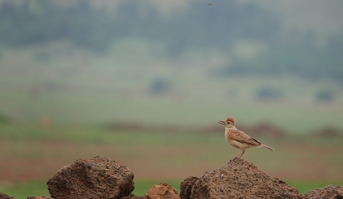 Rufous-naped Lark (Rufous-naped) - ML646011409