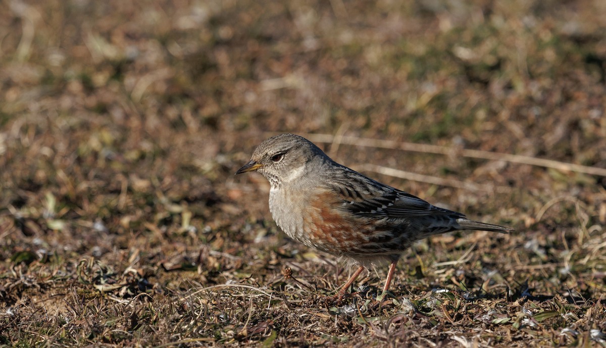 Alpine Accentor - ML646011410