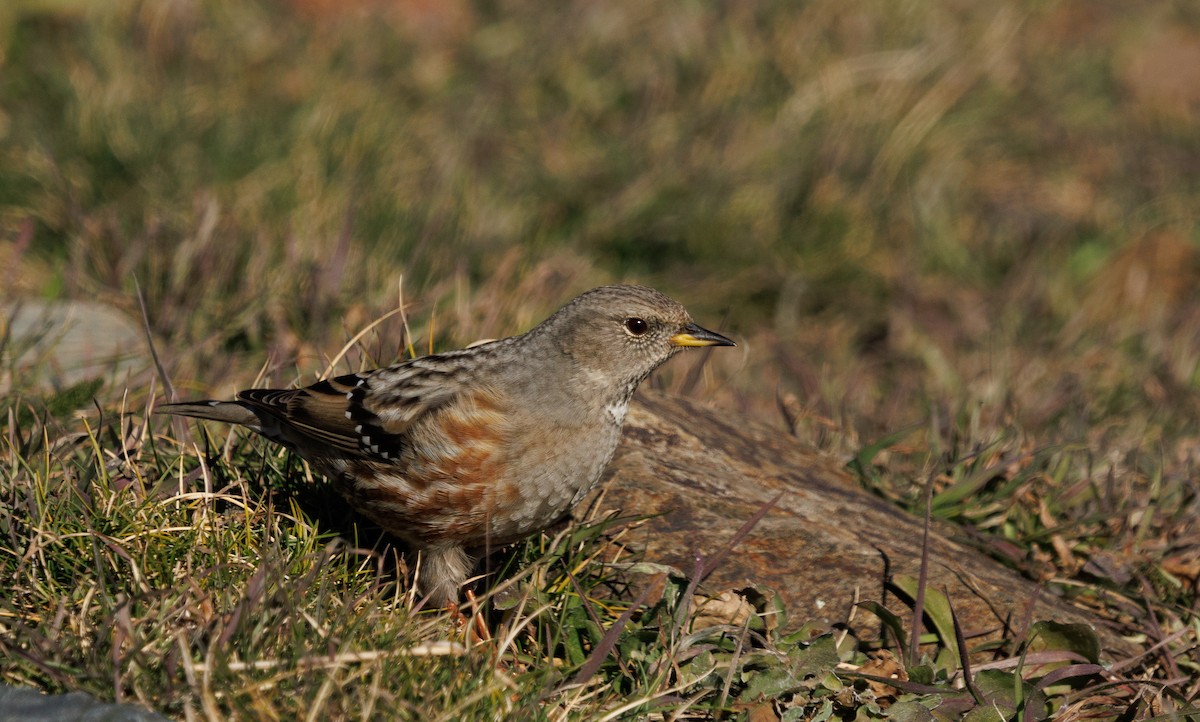 Alpine Accentor - ML646011415