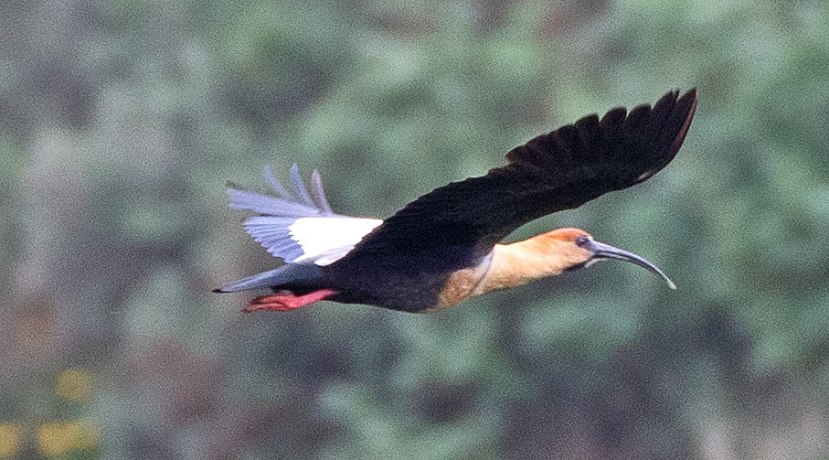 Bandurria Austral - ML646011416