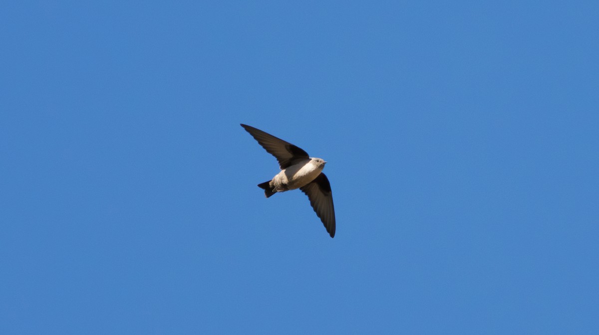 Eurasian Crag-Martin - ML646011419