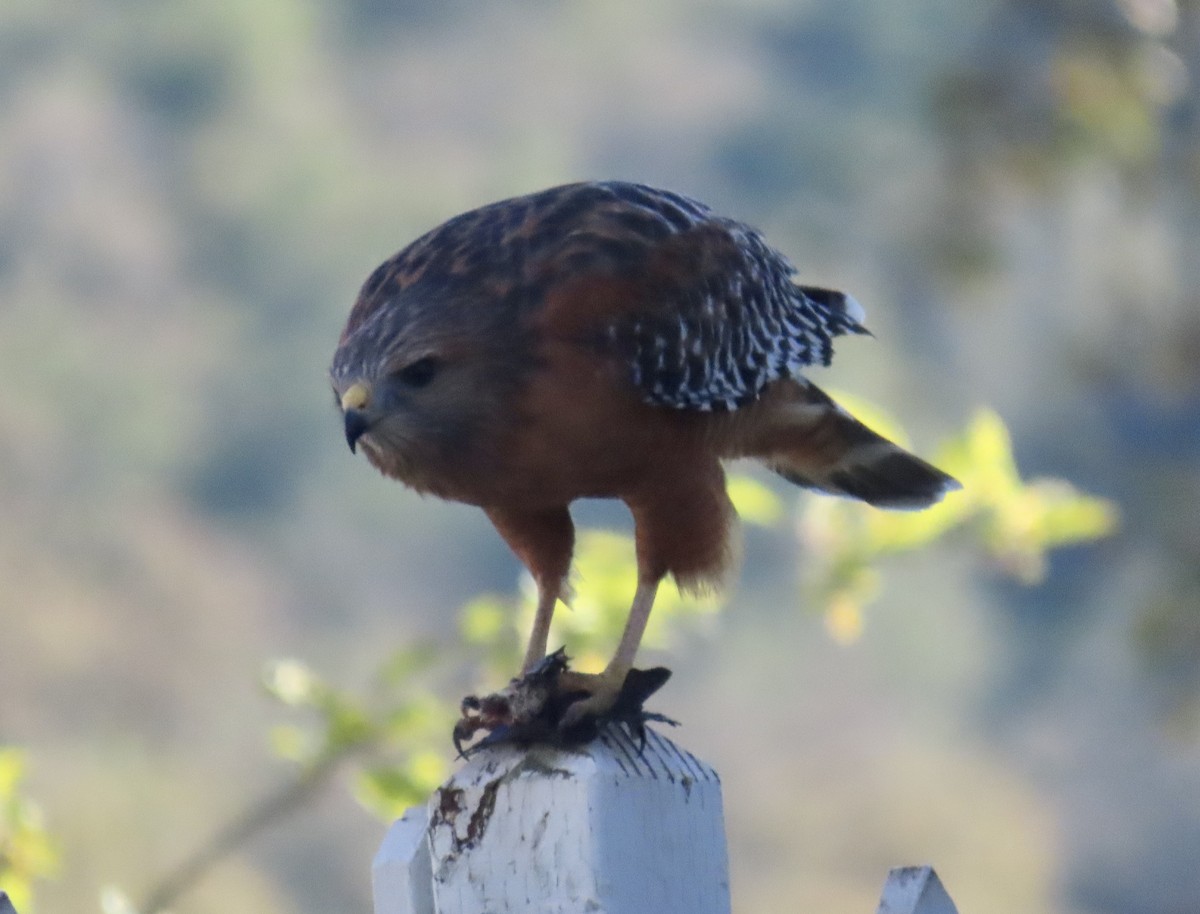 Red-shouldered Hawk - ML646011420