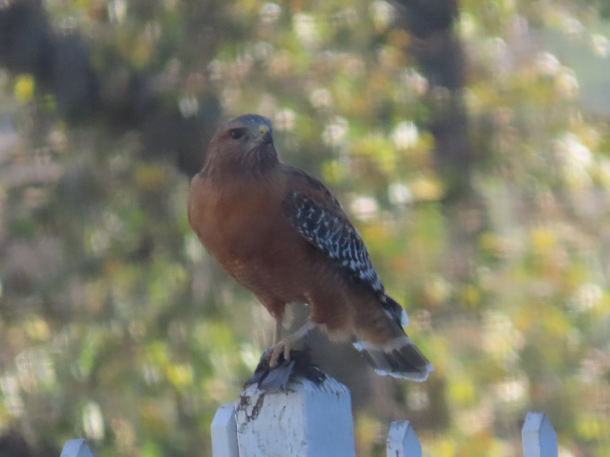 Red-shouldered Hawk - ML646011423