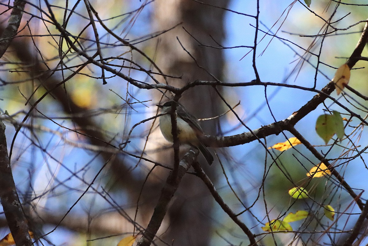 Eastern Phoebe - ML646011426