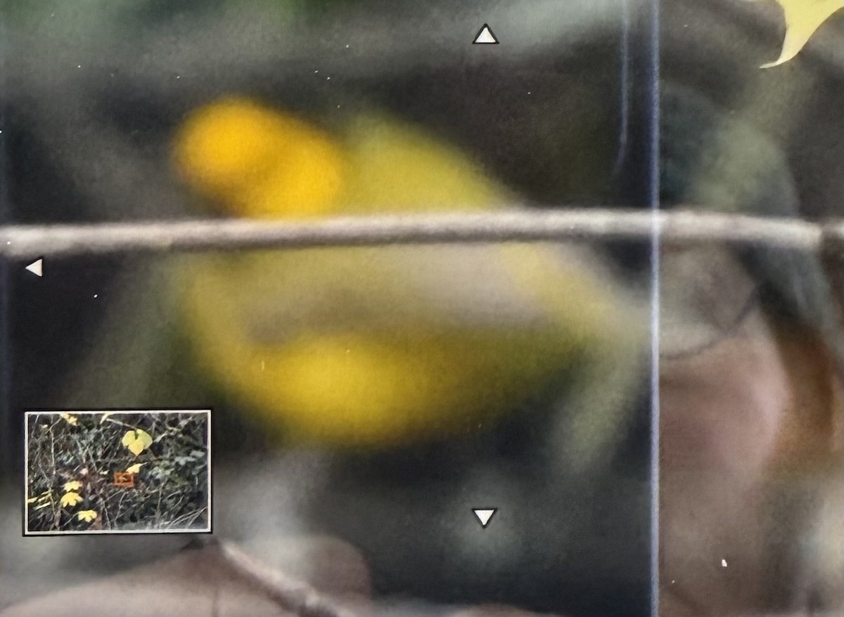 クロズキンアメリカムシクイ - ML646011430