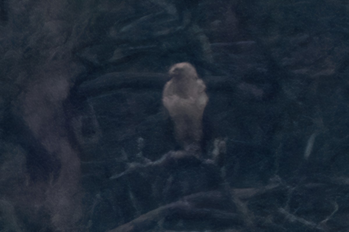 花鵰 - ML646011432