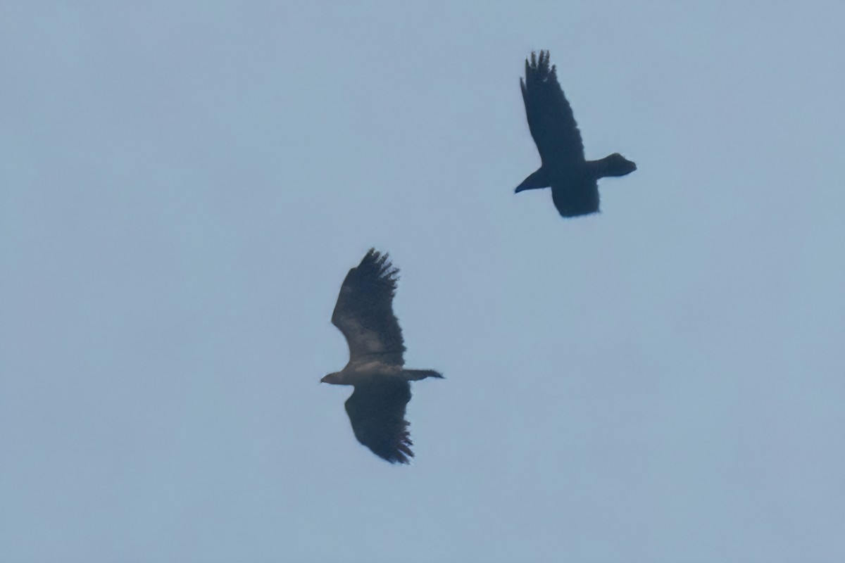 花鵰 - ML646011433