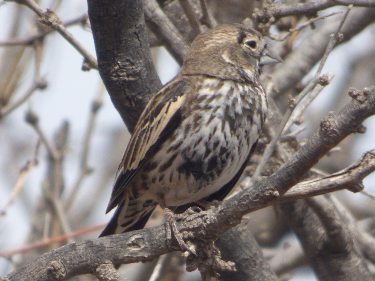 Жаворонковая овсянка - ML646011440