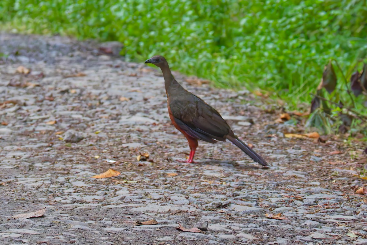 Sickle-winged Guan - ML646011445