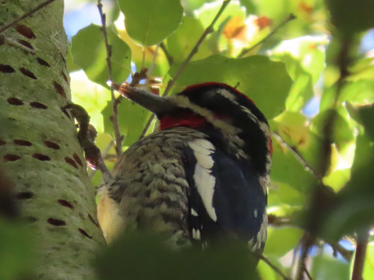 Red-naped Sapsucker - ML646011447