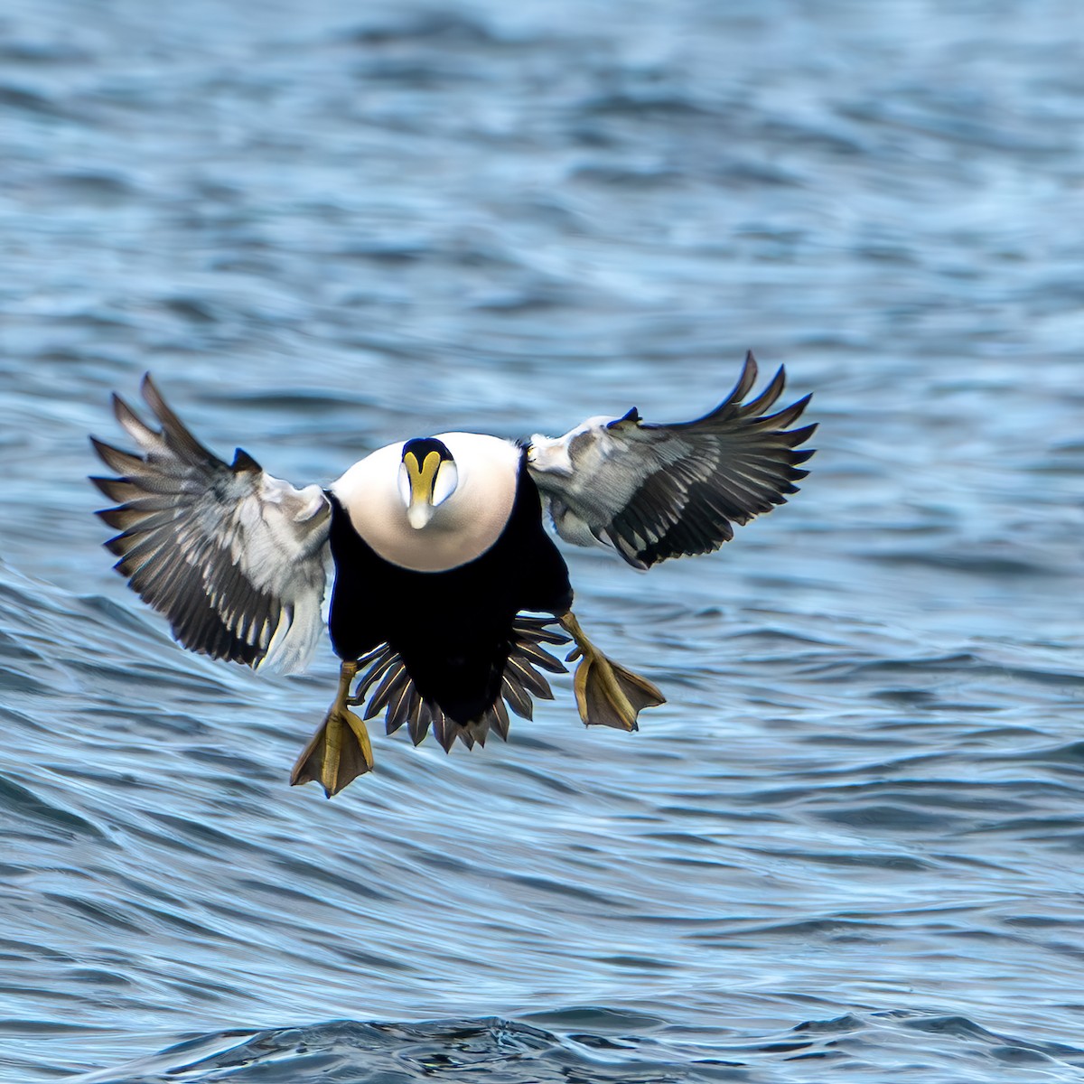 Common Eider - ML646011449