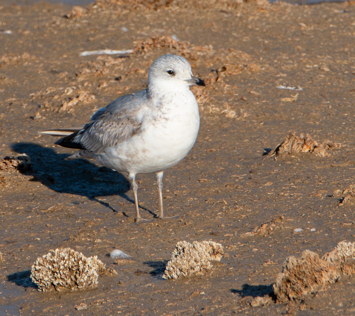Common Gull - ML646011450