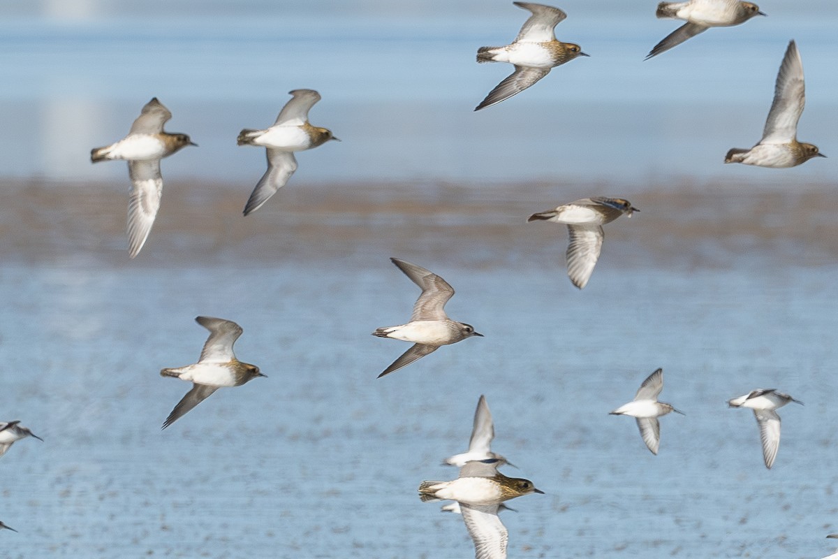 アメリカムナグロ - ML646011451