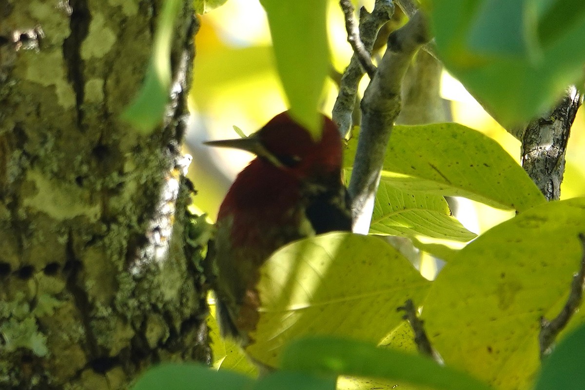Red-breasted Sapsucker - ML646011453