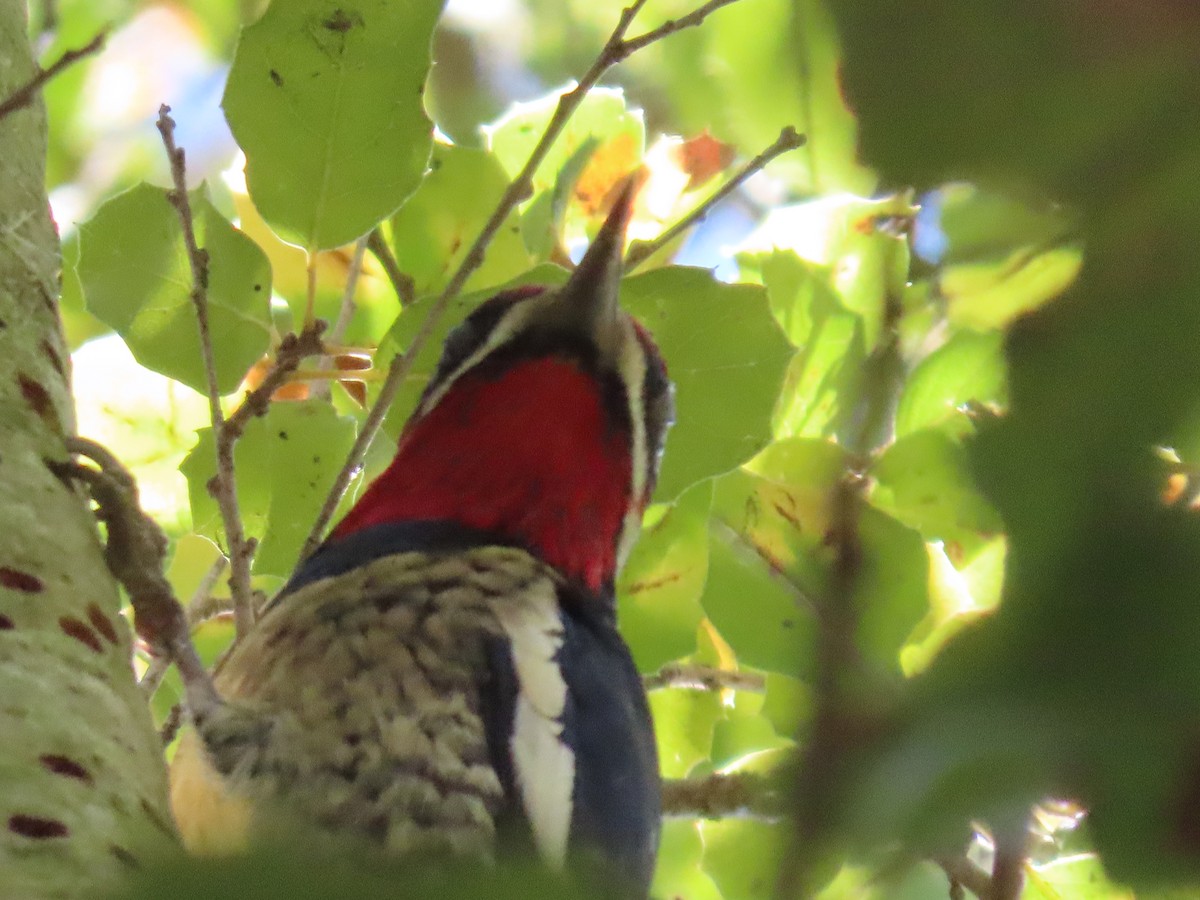 Red-naped Sapsucker - ML646011454