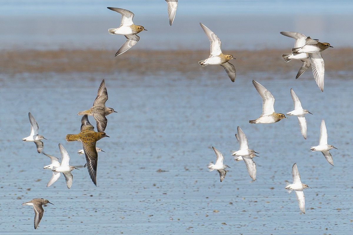 アメリカムナグロ - ML646011460