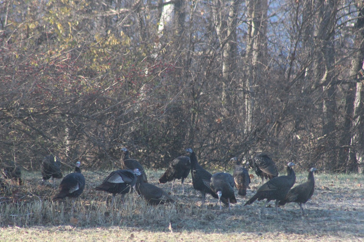 Wild Turkey - ML646011465