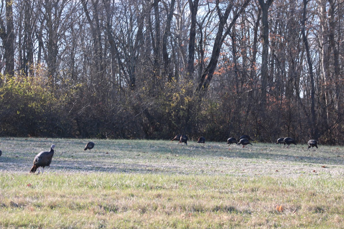 Wild Turkey - ML646011466