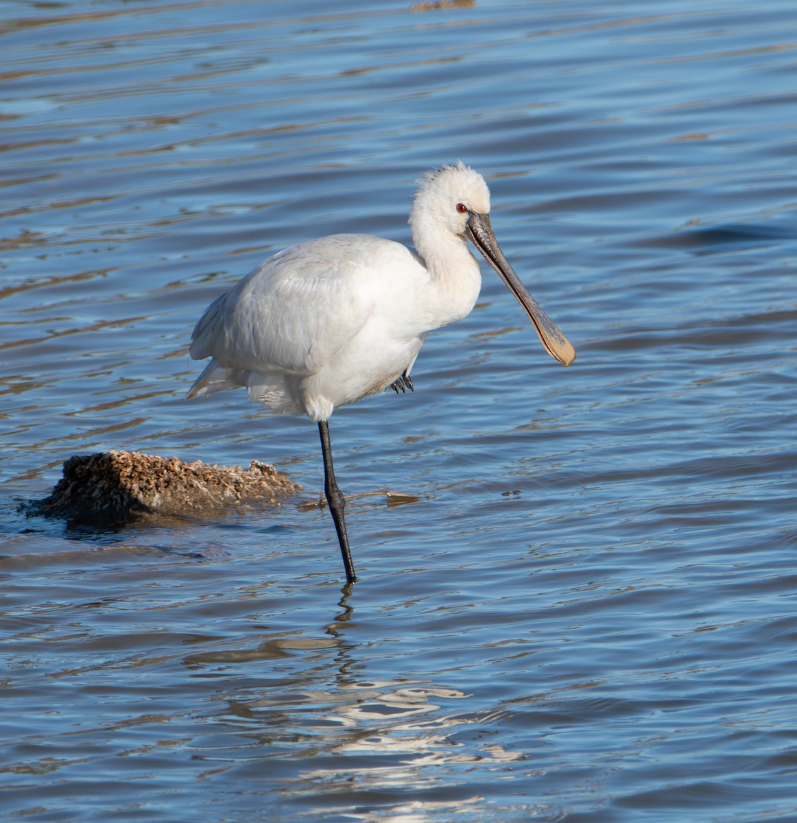Eurasian Spoonbill - ML646011467