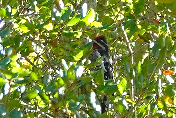 Red-naped Sapsucker - ML646011471