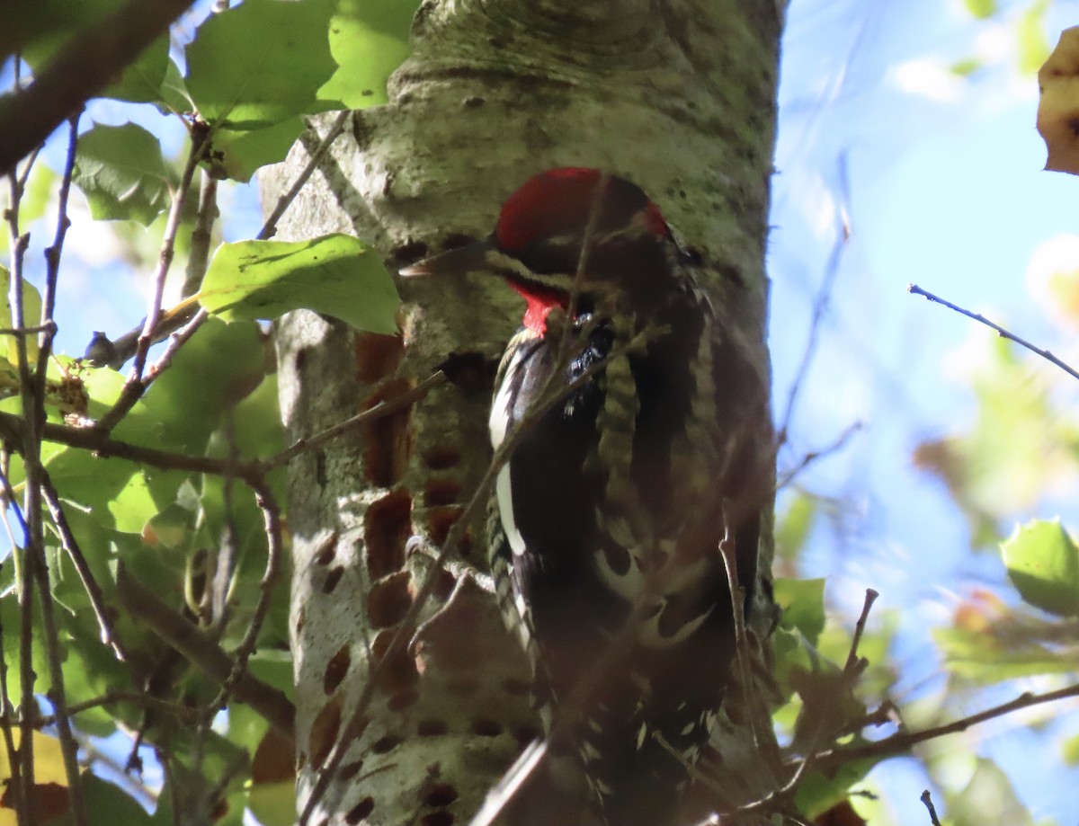 Red-naped Sapsucker - ML646011476