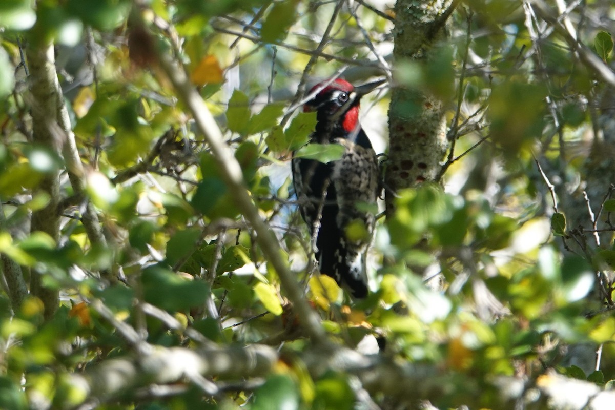 Red-naped Sapsucker - ML646011483