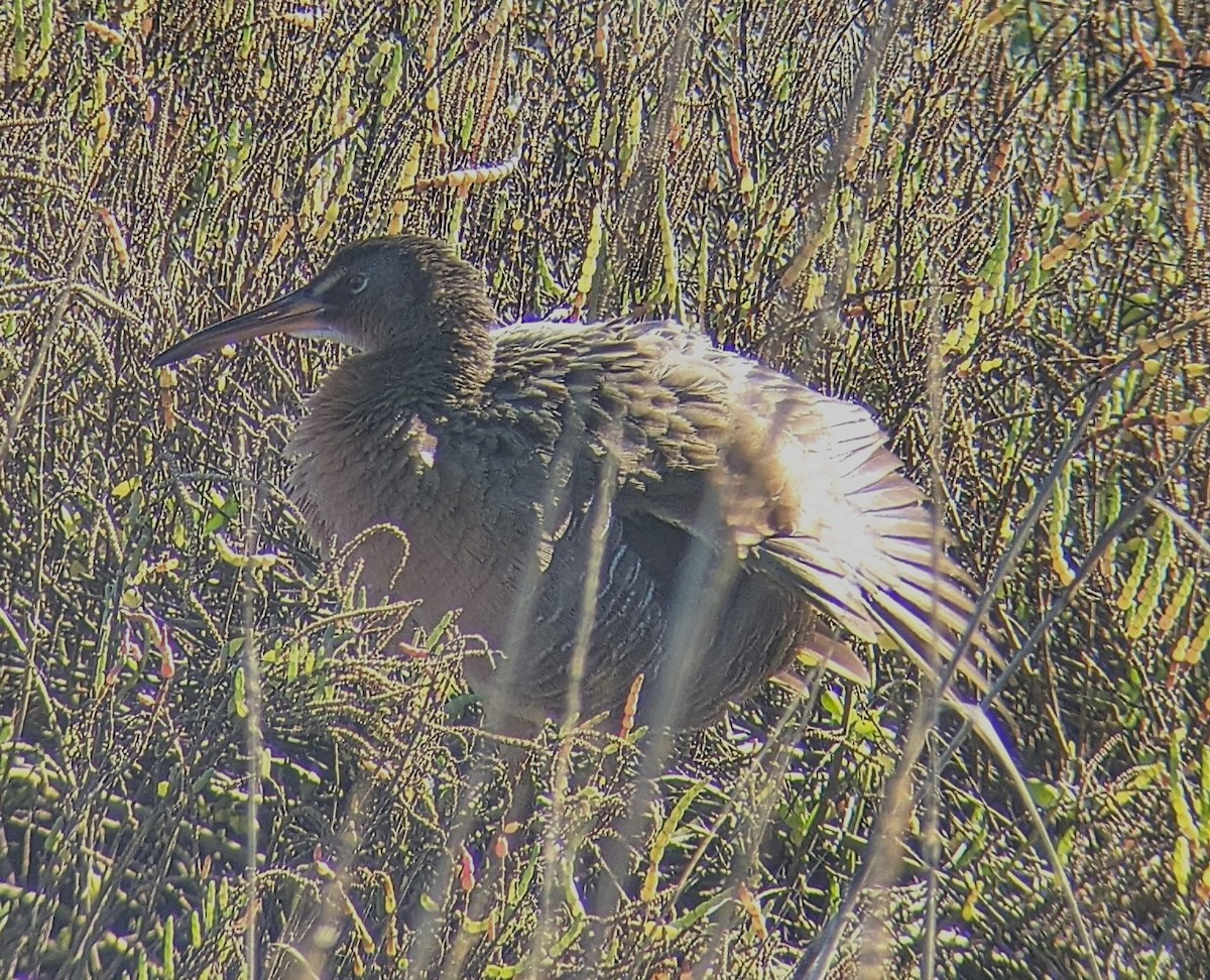 Ridgway's Rail (Light-footed) - ML646011485